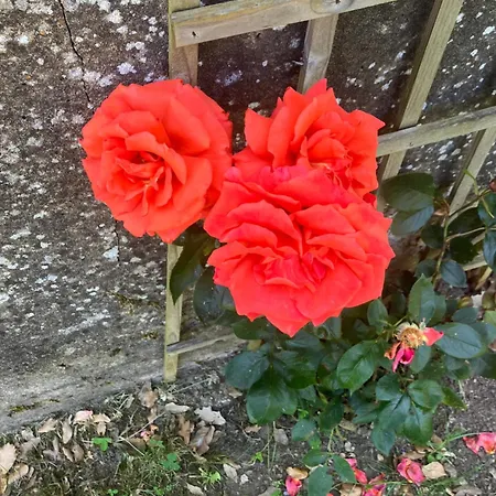 Nocleg ze śniadaniem Sixtine 3*