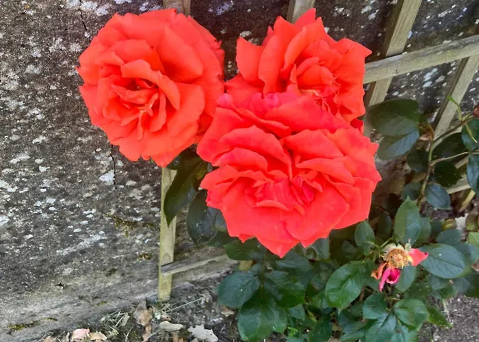 住宿加早餐酒店 Sixtine 3*